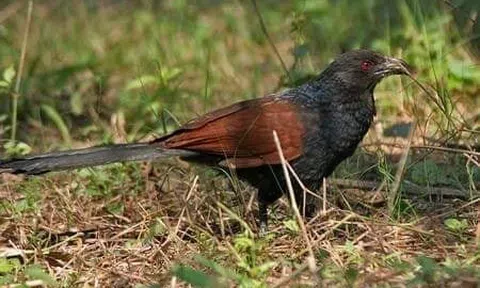 Bìm bịp kêu chiều