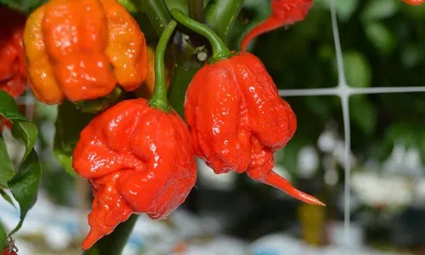 Những loại ớt có độ cay nhất thế giới 