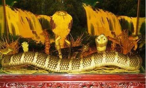 Cuộc chiến huyền thoại với rắn hổ mây khỏng lồ