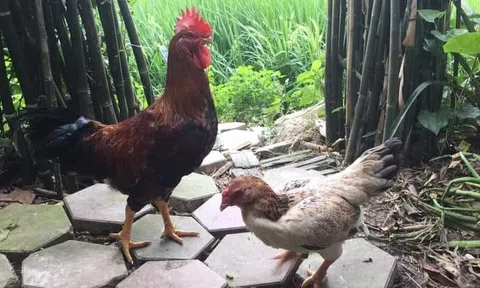 Bài ca vọng cổ buồn