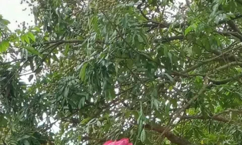 Một góc tuổi thơ tôi: Vụ trộm không thành