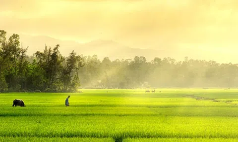 Cơm cày cơm cấy ai thấy thì ăn