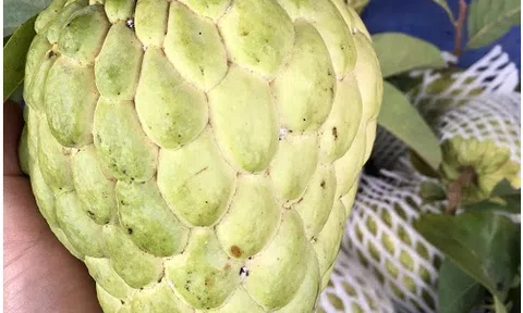 Na hoàng hậu, có trái nặng tới 1,5kg