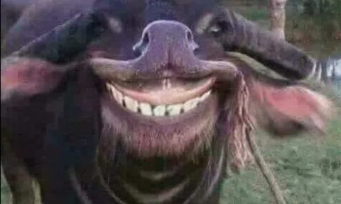 Chuyện tâm linh: Ma trâu trở lại