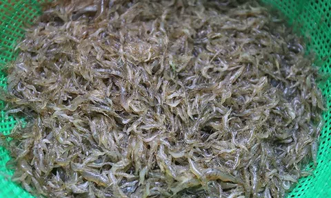 Đi chài mồi!