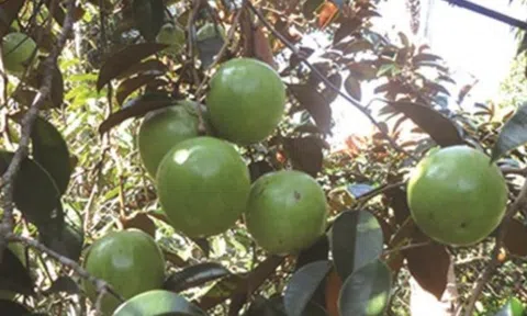 Cây vú sữa nhà ngoại