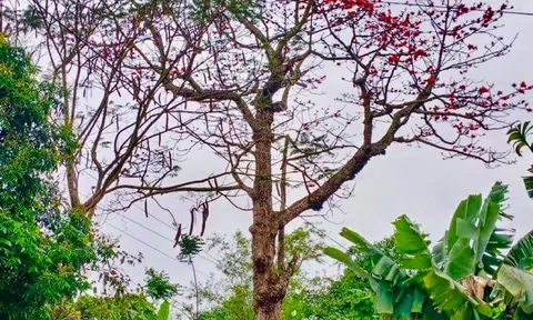 "Ông" gạo quê tôi