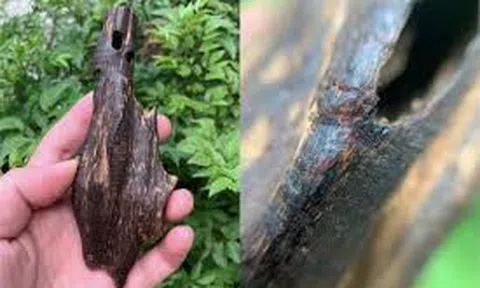 Săn trầm và những chuyện kỳ bí