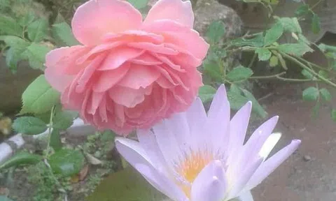 Phép lạ của Hồng Điều