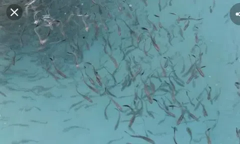 Hớt cá bột, ương cá và láu cá - Xuất xứ của từ này