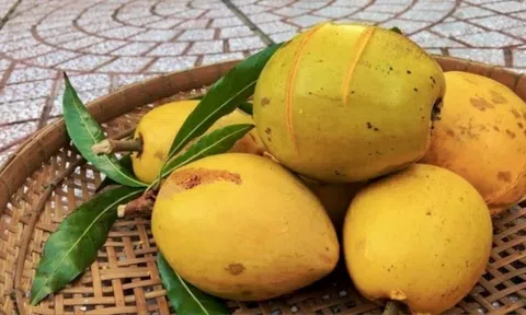 Cây trứng gà của cha