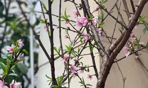 Trốn tìm cảm xúc đón tết xưa