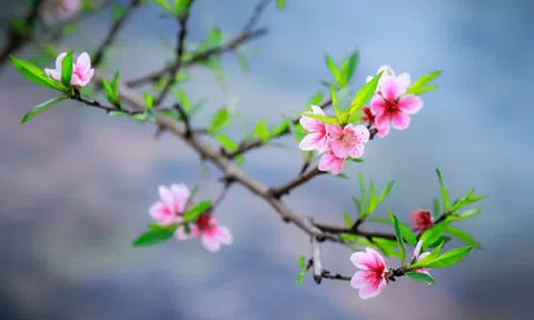 Cây đào ngày ấy