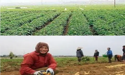 Khoai Tây (phần 3)