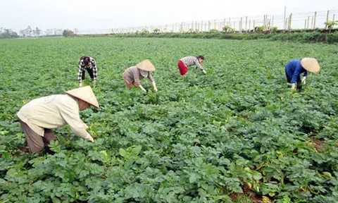Khoai Tây ( phần bốn)