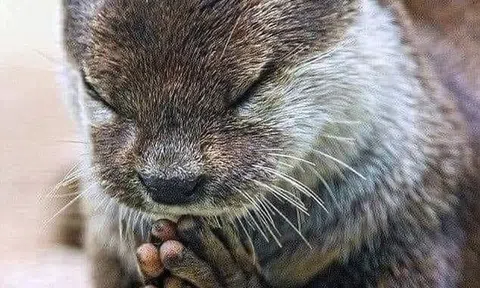 Con rái cá bị lột da...