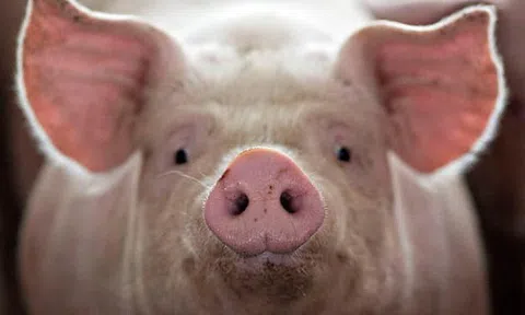 Ước gì lợn nhà em nhanh béo như bác