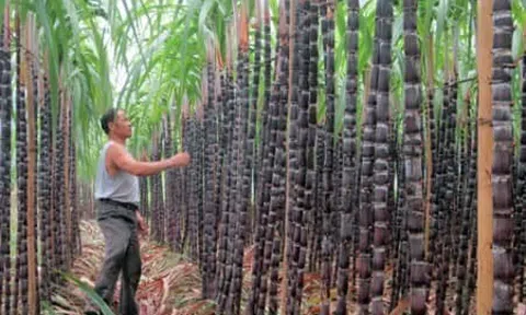 Đặt tên gọi ở nhà cho con