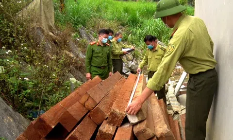 Hà Giang: Hạt kiểm lâm rừng đặc dụng Phong Quang thu giữ số lượng lớn gỗ nghiến trái phép