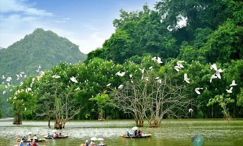 Tản mạn chuyện... Chim