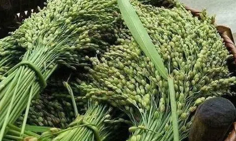 Mùa cốm quê tôi