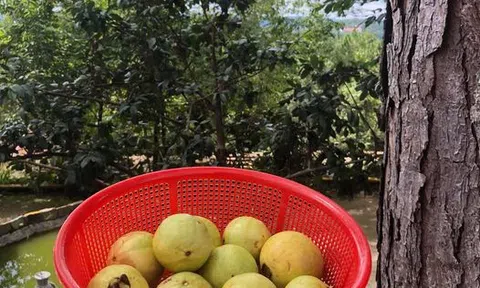 Xanh rêu