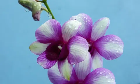 Khi đàn bà vùng dậy