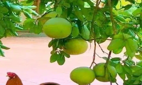 Gà tre - Anh hùng nhất khoảnh