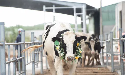 Nutifood nhập thêm hơn 3 nghìn con bò thuần chủng HF từ Mỹ