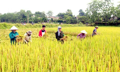 Chiêm khê mùa thối – chuyện về đất hay cách làm đất?