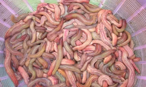 Mùa rươi quê nhà