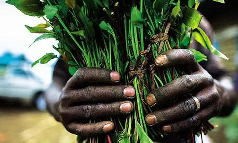 Lá Khat độc hại gây ảo giác