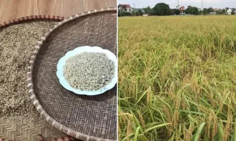 Giã gạo, giã cốm