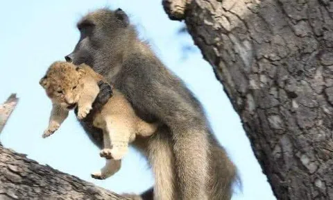 Chuyện trong rừng