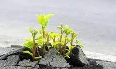 Nhân dịp kỷ niêm ngày Nhà giáo Việt Nam 20/11: Từ trong bóng tối vươn ra ánh sáng