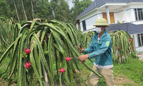 Vĩnh Phúc: Cựu chiến binh biến đồi cằn thành vườn cây quả ngọt