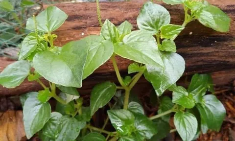 Rau càng cua mẹ và con: Nào ai biết được nỗi buồn mẹ quê