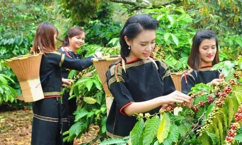 Mùa hái cà phê