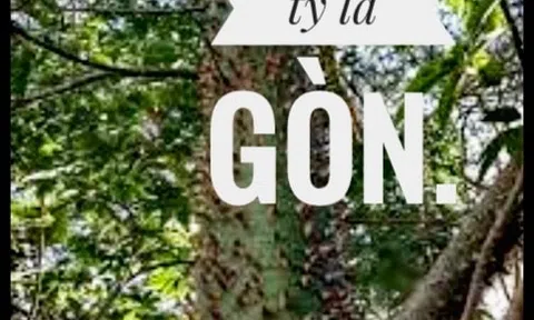 Công ty lá gòn ?