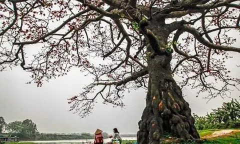 Cây, đất và nước dệt nên mùa xuân hy vọng...