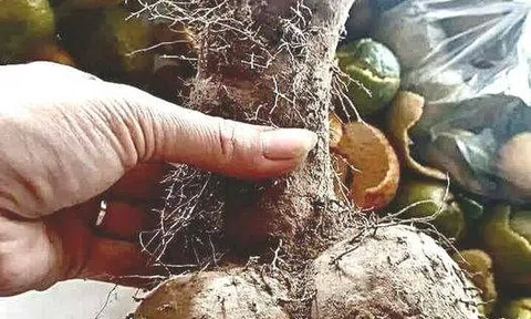 Nhớ chuyện xưa lắm rồi