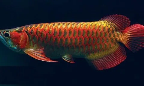 Cá cảnh