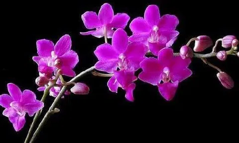 Kẻ tội đồ