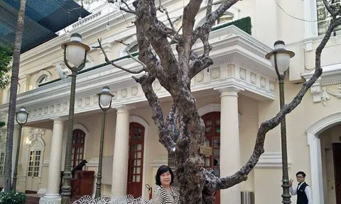 Khách sạn xưa, cây đại già, xe hơi cổ và bà lão hướng dẫn viên..