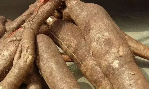 Củ sắn của mẹ