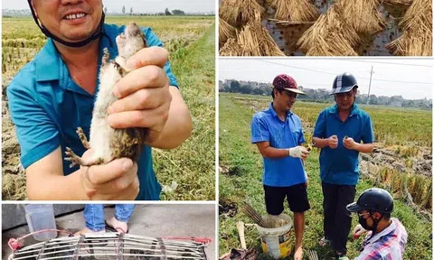 Hành trình bắt chuột làng tôi