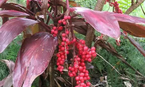 Cây huyết dụ
