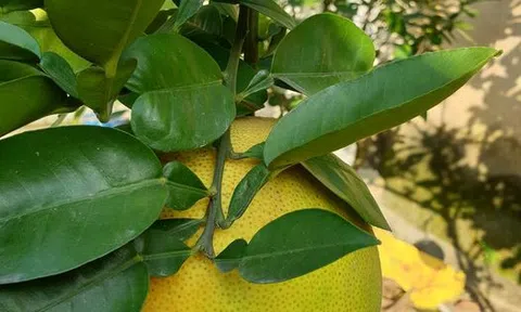 Cô vợ vô tích sự