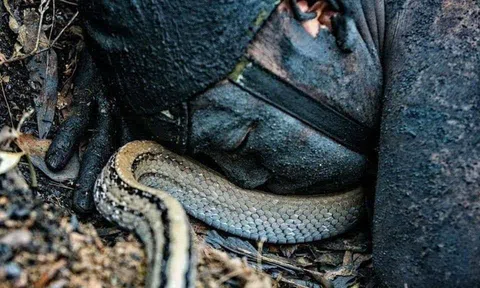 Chuyện kể của lính: Rắn