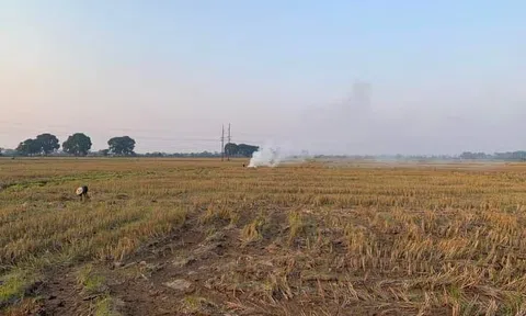 Đồng khô xào xạc